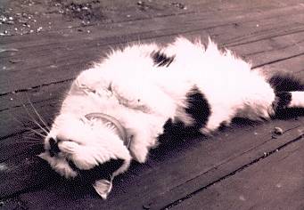 kiki.jpg (16007 bytes)